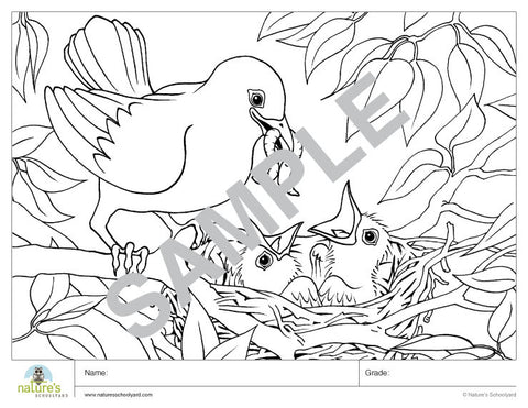 Bird Family Coloring Page